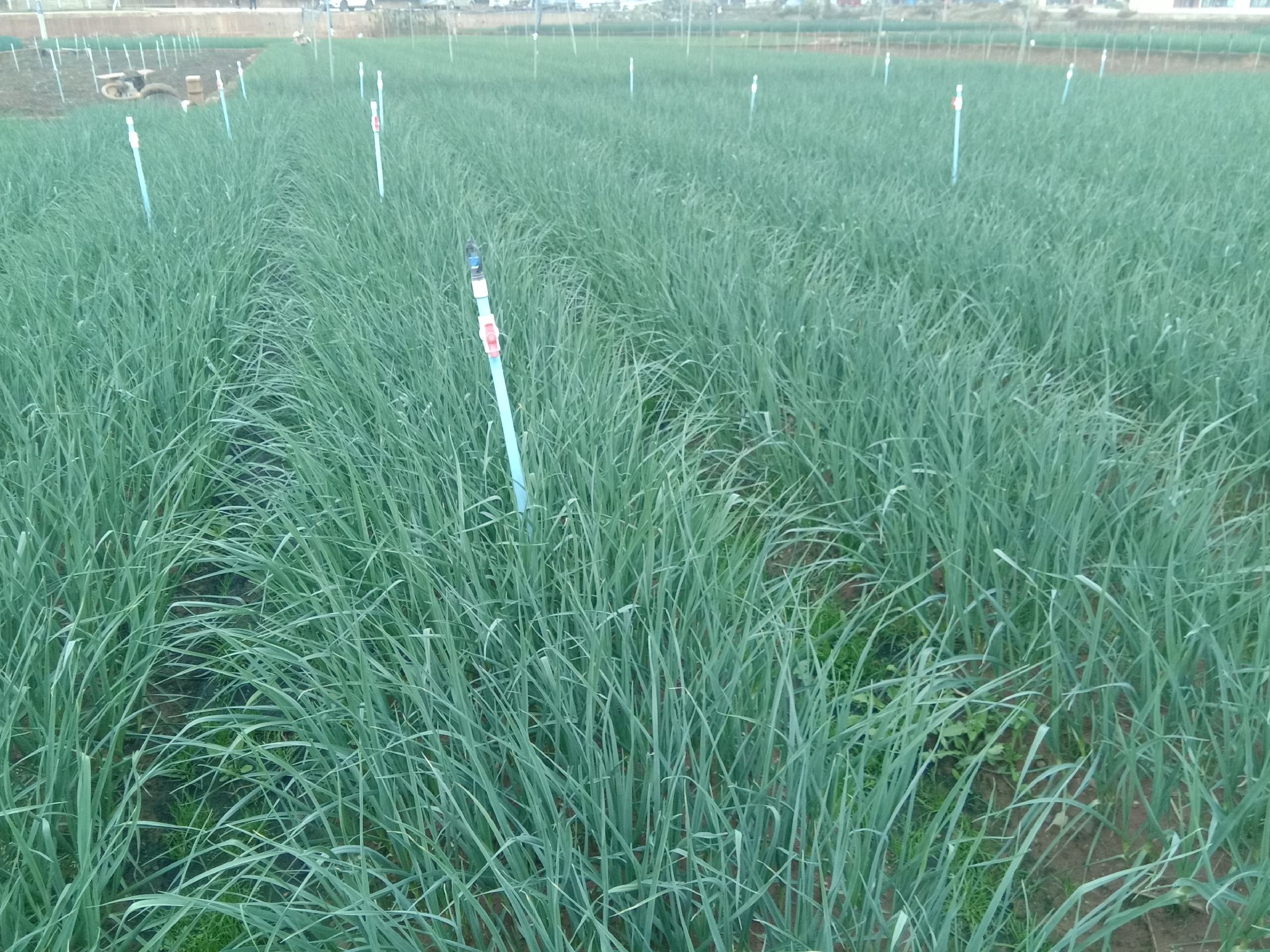 蒜苗田间生长场景