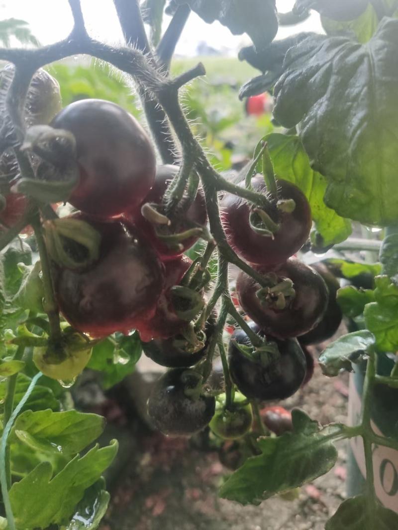 小紫樱桃番茄苗紫皮小西红柿苗采摘口感圣女果苗
