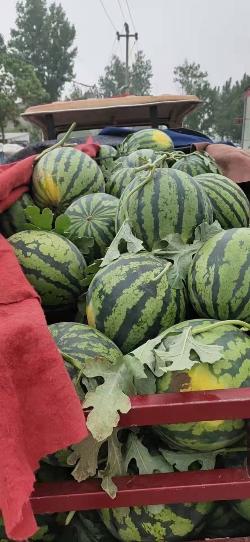 美都，甜王大降价
