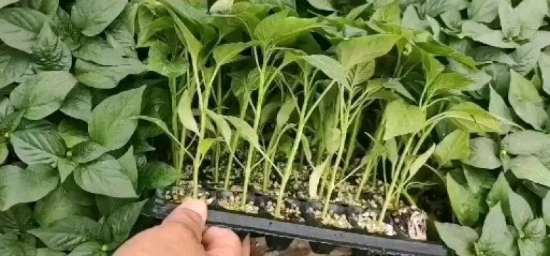 方椒苗红方椒苗黄皮方椒苗绿方椒苗紫皮甜椒苗