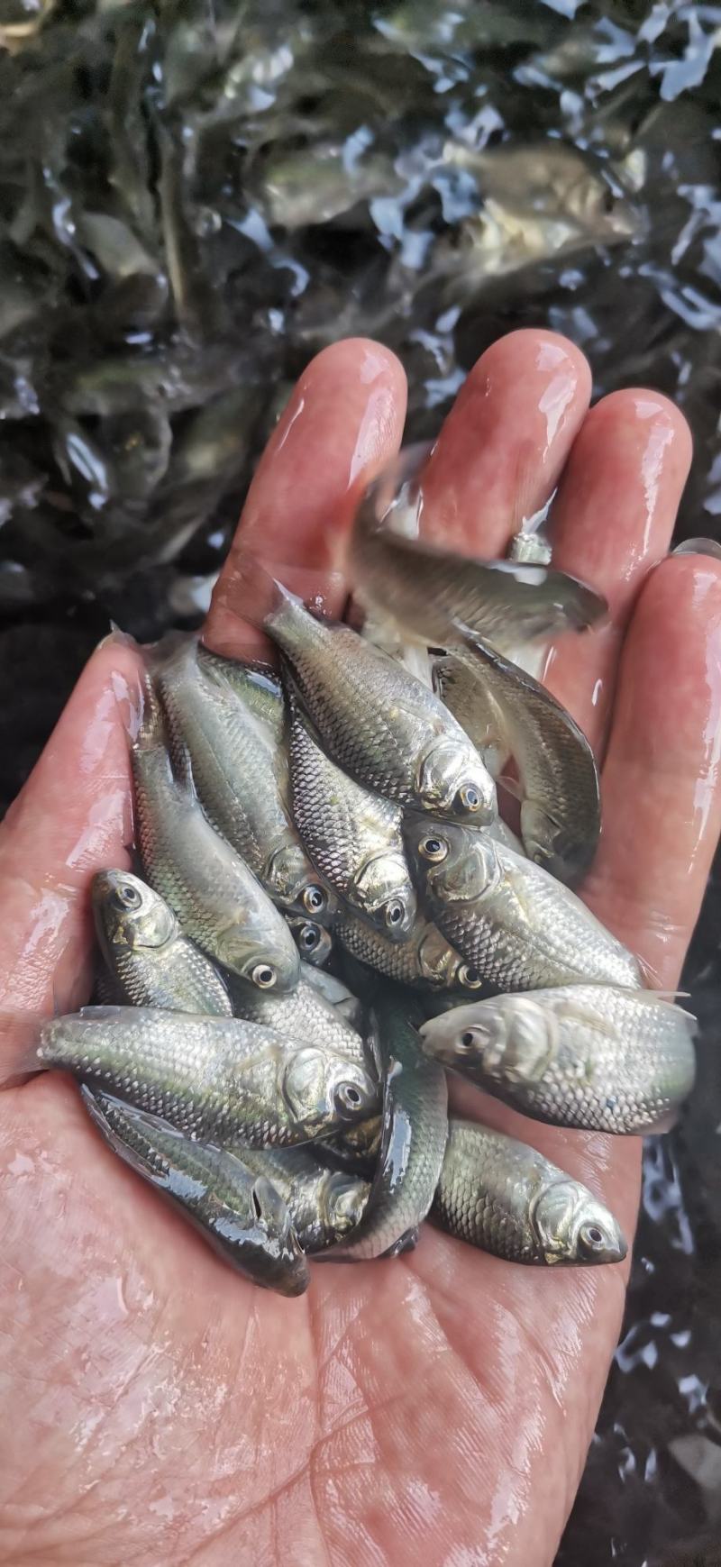鲫鱼苗，杂交鲫鱼苗，苗场直供一手货源，量大从优包送到塘口