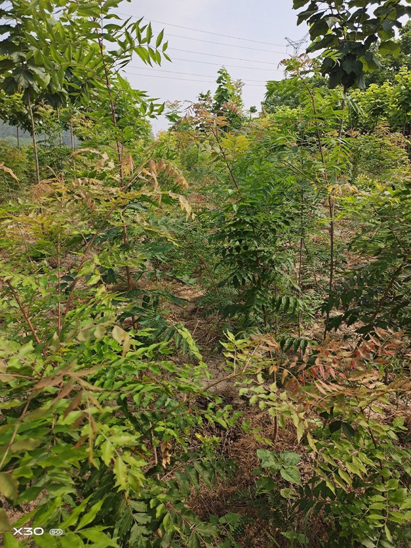 河南省周口市太康县广友园林专业种植合作社