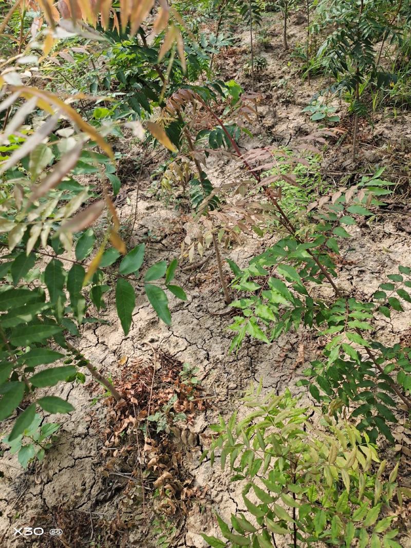 河南省周口市太康县广友园林专业种植合作社