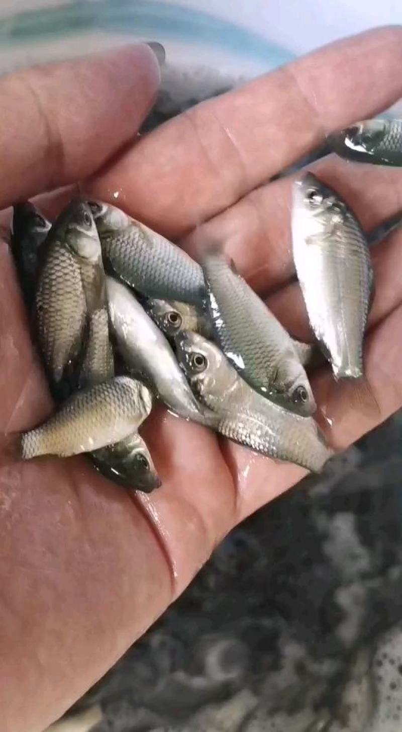 鲫鱼苗，杂交鲫鱼苗，苗场直供一手货源，量大从优包送到塘口
