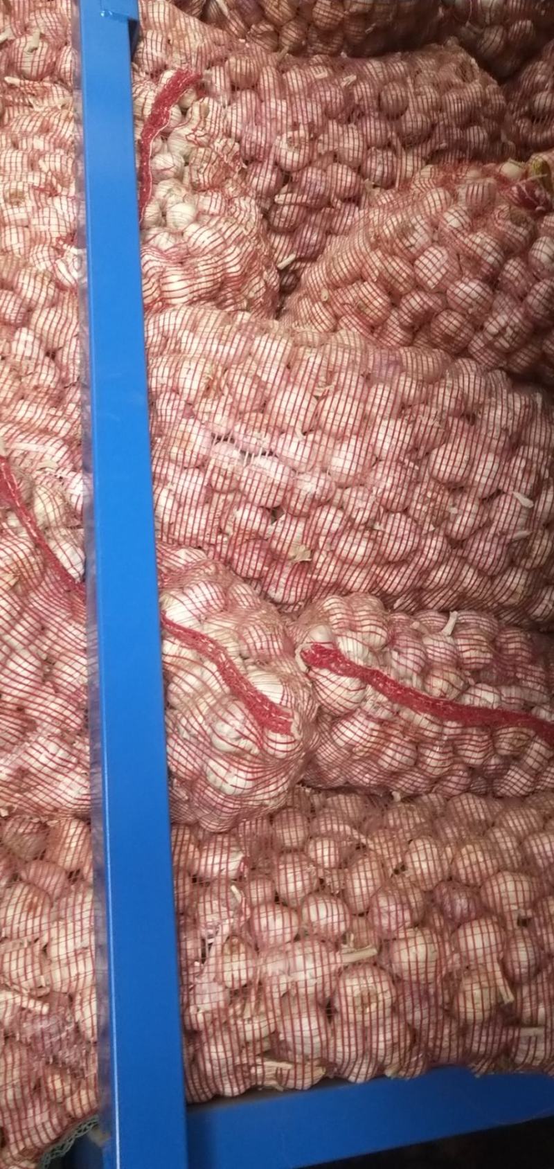 原皮小三级小蒜，颜色皮毛好，硬度好，紫红皮小蒜