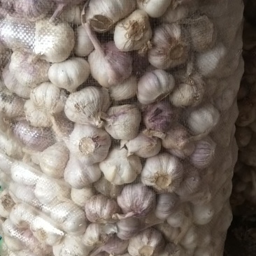 原皮小三级小蒜，颜色皮毛好，硬度好，紫红皮小蒜