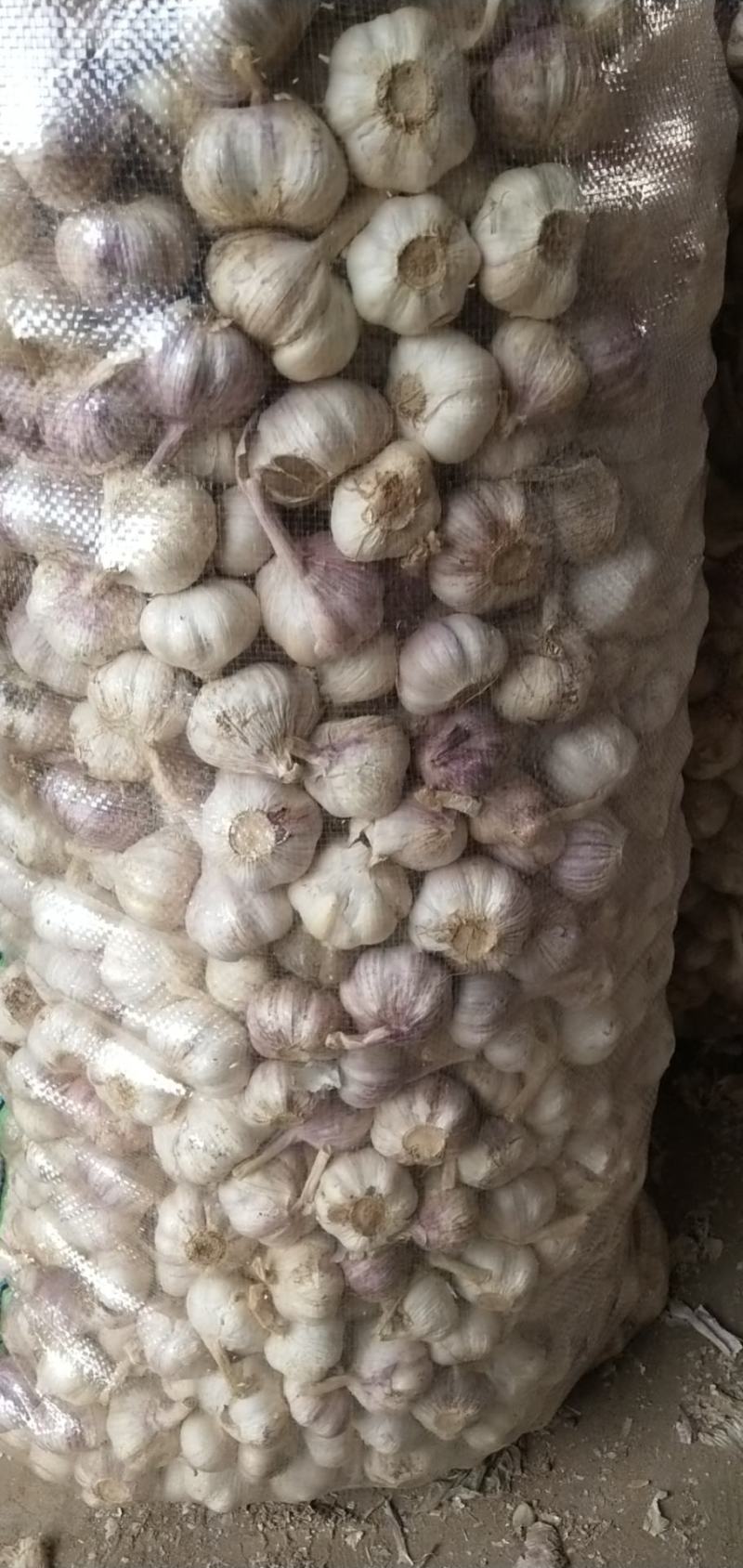 原皮小三级小蒜，颜色皮毛好，硬度好，紫红皮小蒜