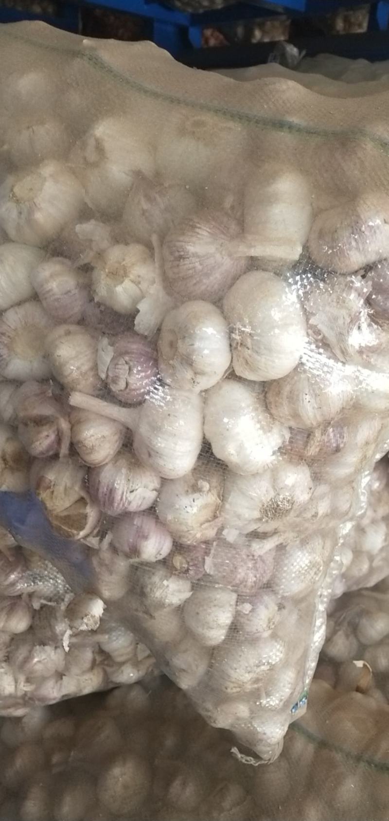 原皮小三级小蒜，颜色皮毛好，硬度好，紫红皮小蒜