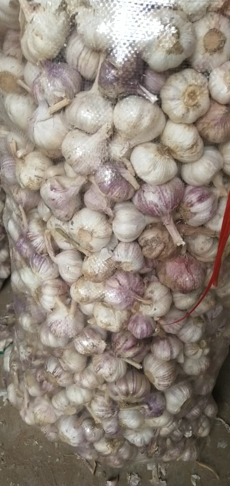 原皮小三级小蒜，颜色皮毛好，硬度好，紫红皮小蒜