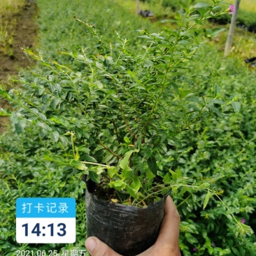马尼拉草卷，草块，兰引三号，台湾草，大叶油草