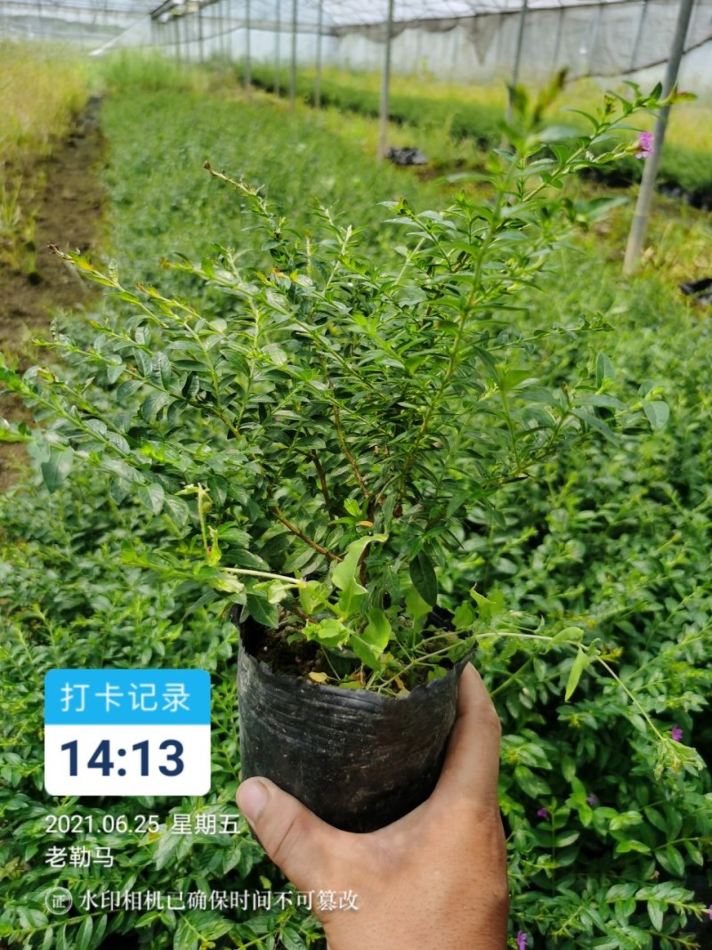 马尼拉草卷，草块，兰引三号，台湾草，大叶油草