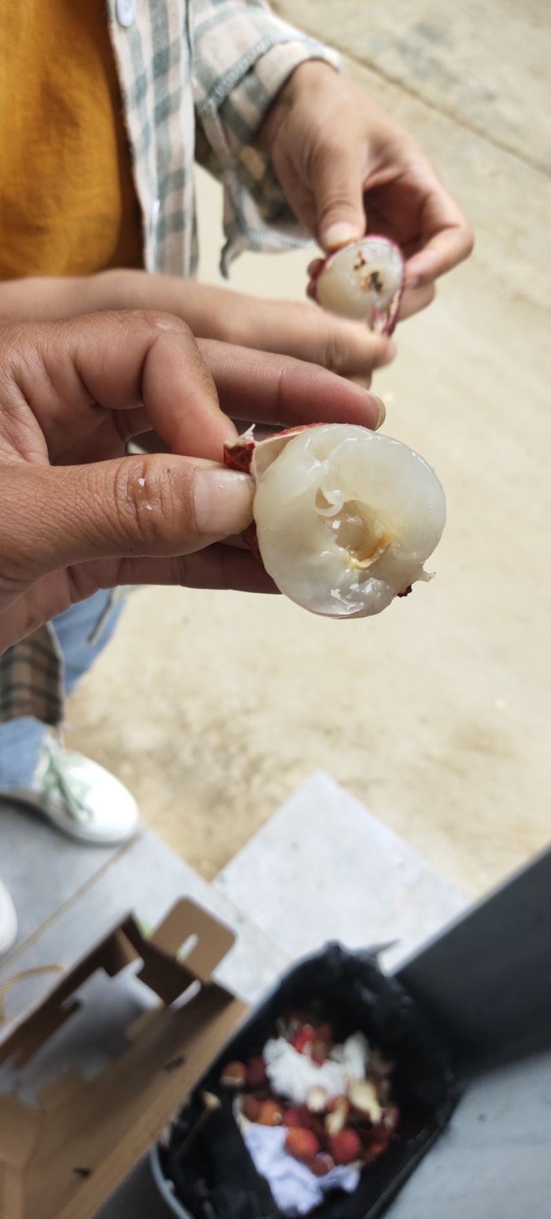 云南河口无核荔枝
