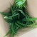 大盆金边吊兰枝繁叶茂金边吊兰好百亩基地直发