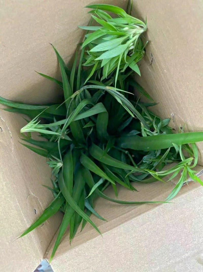 大盆金边吊兰枝繁叶茂金边吊兰好百亩基地直发