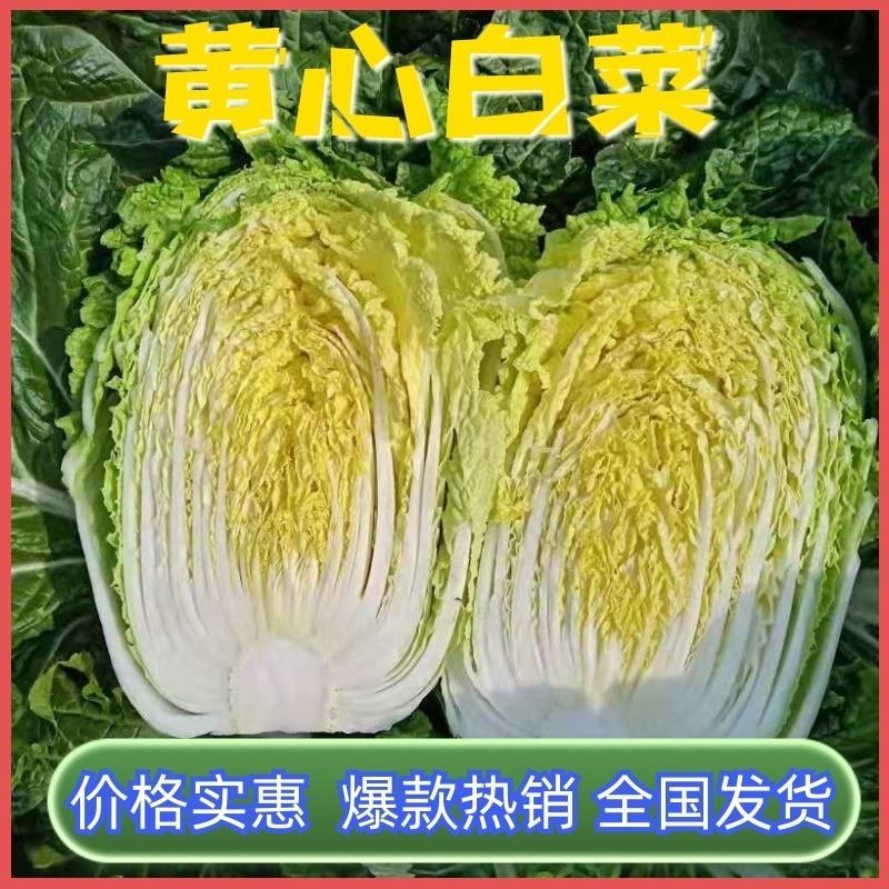 【牛商优选】黄心大白菜产地批发基地直销代发全国
