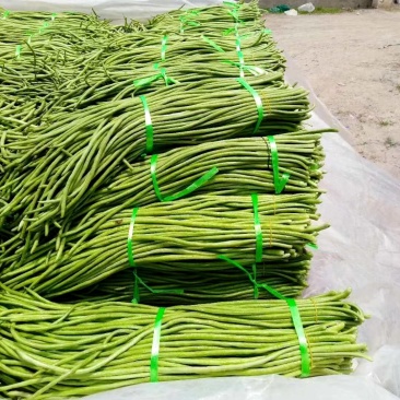 【热销】开封精品长豆角大量上市新鲜采摘欢迎采购