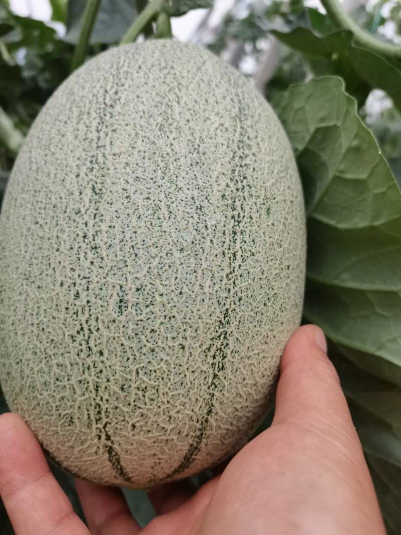 西州蜜25哈密瓜小蜜