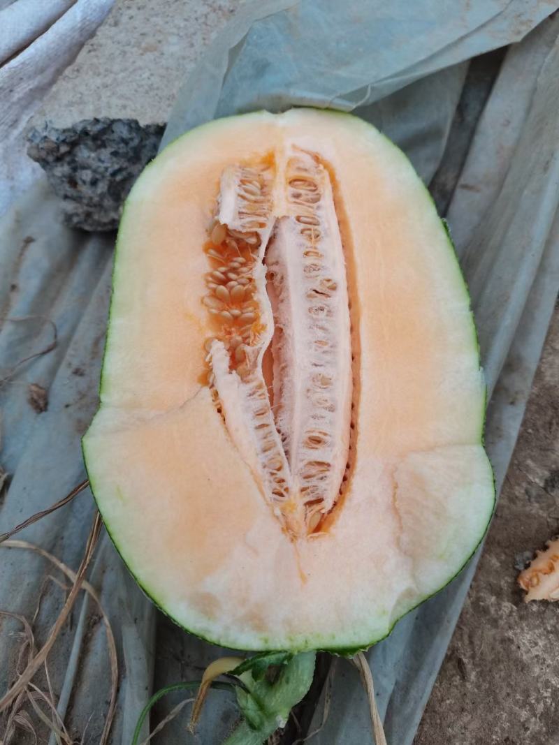 西州蜜25哈密瓜小蜜