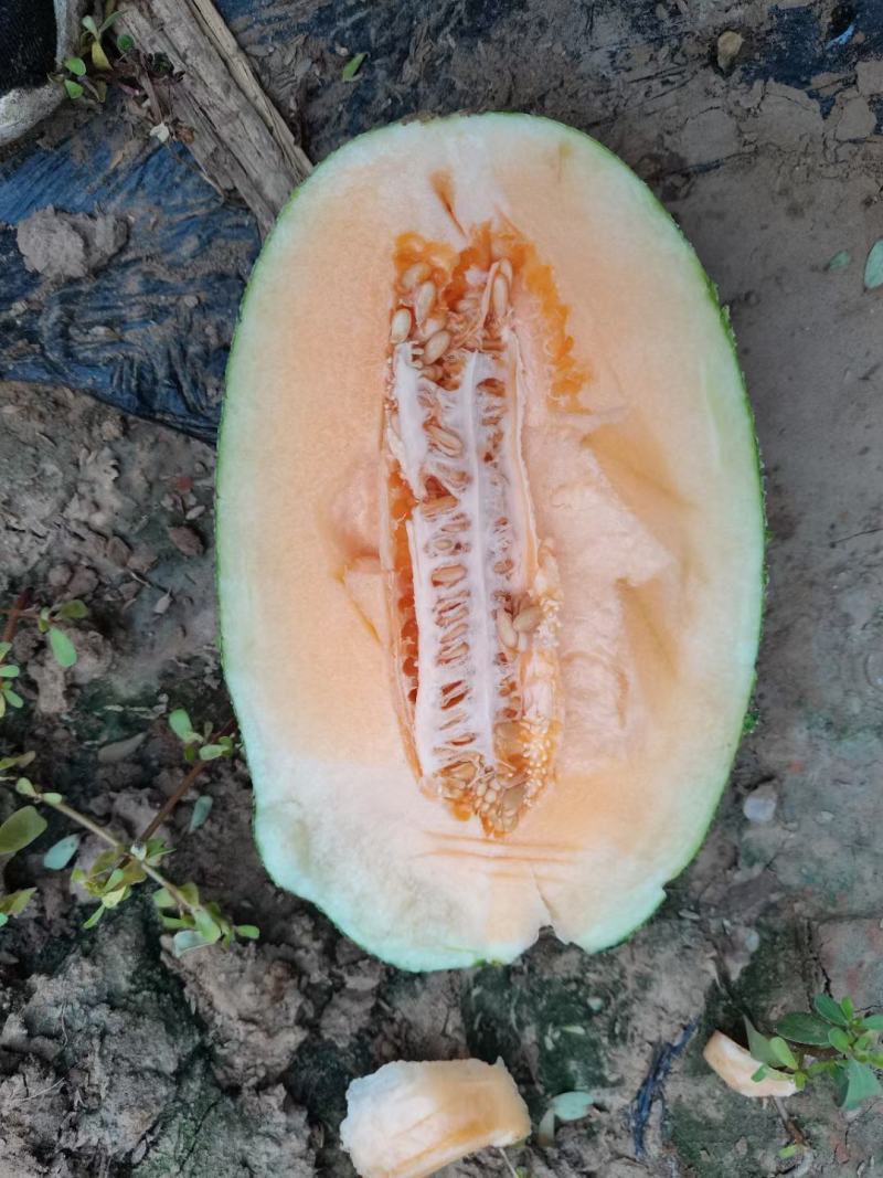 西州蜜25哈密瓜小蜜