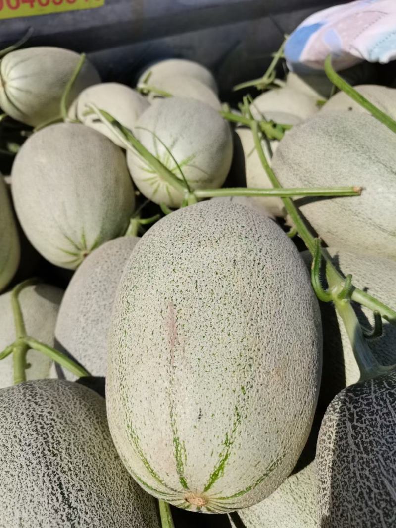 西州蜜25哈密瓜小蜜