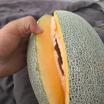 西州蜜25哈密瓜小蜜