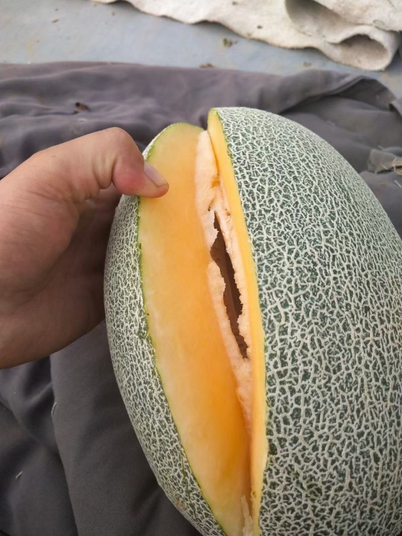 西州蜜25哈密瓜小蜜
