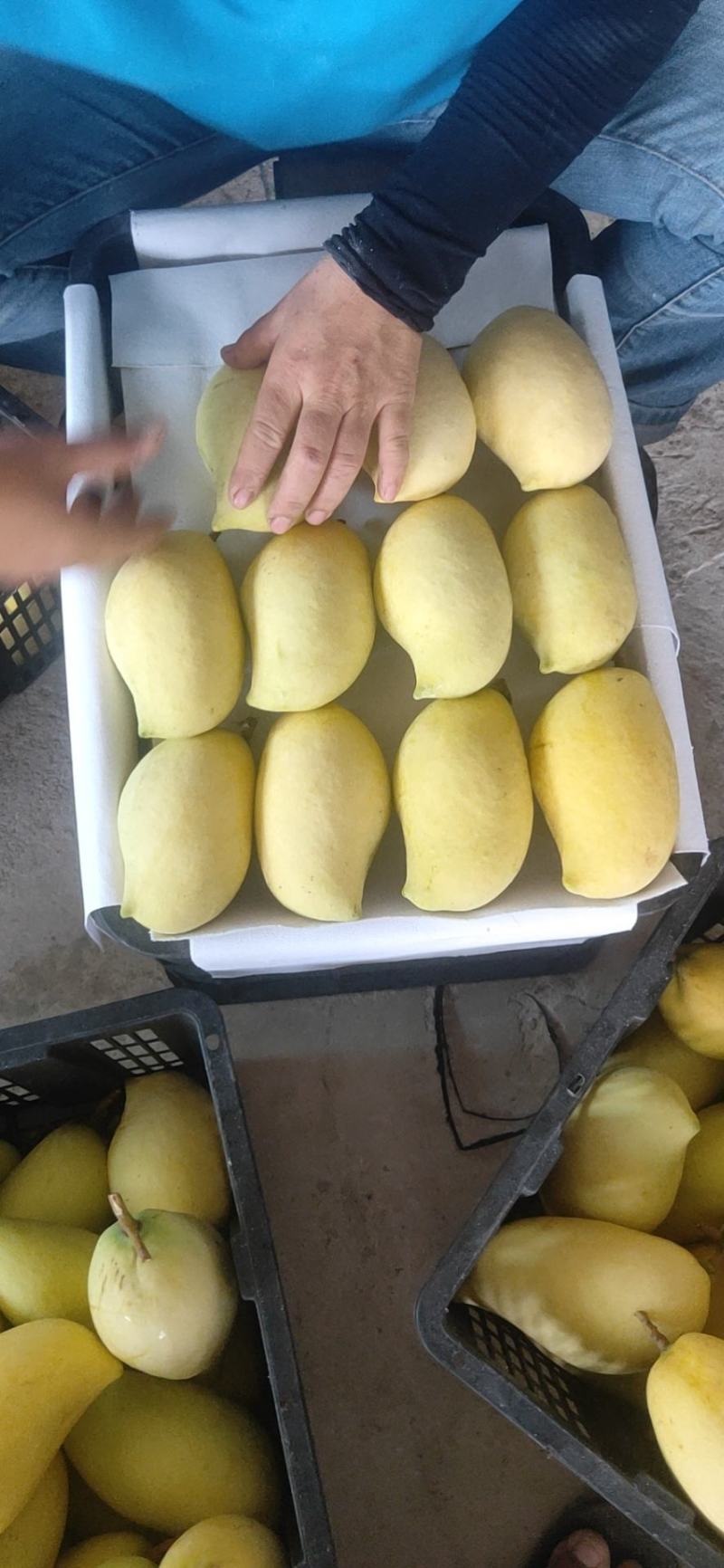 云南元江热带水果鹰嘴芒产地直供