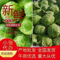 【精选】甘蓝大量供应，一手货源，期待合作，产地直供