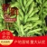 翠绿宝毛豆，大清豆【产地】货量充足】量大从优】
