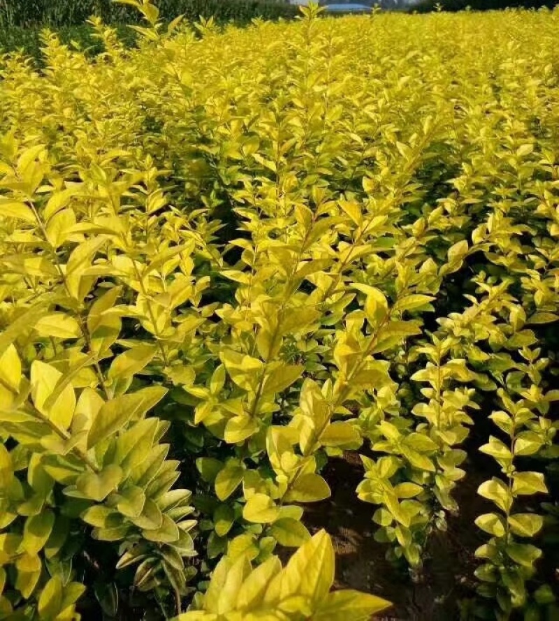 营养杯金叶女贞枝条粗壮喜光耐荫色泽金黄用于庭院绿化苗木