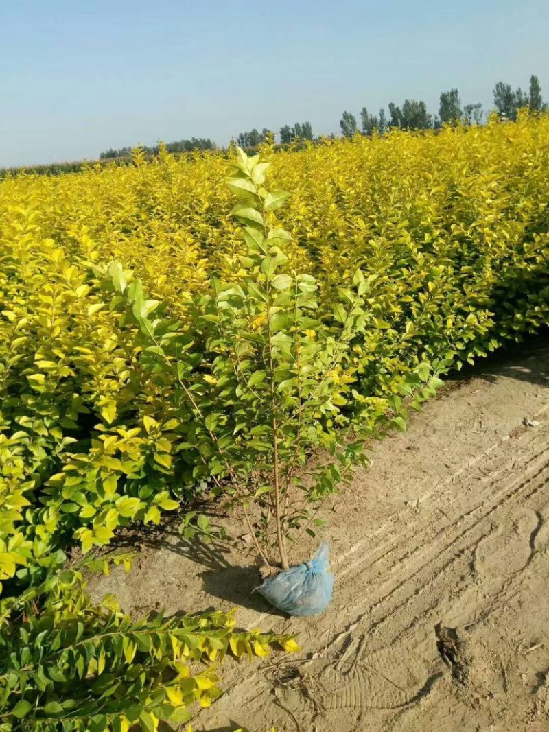 营养杯金叶女贞枝条粗壮喜光耐荫色泽金黄用于庭院绿化苗木