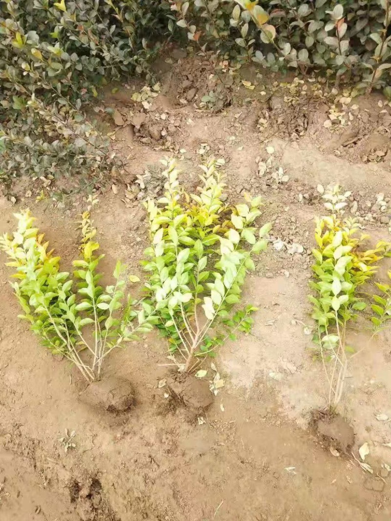 营养杯金叶女贞枝条粗壮喜光耐荫色泽金黄用于庭院绿化苗木