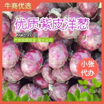 【推荐】紫皮洋葱大量供应，产地，合作共赢，期待合作