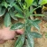 非洲茉莉。。。。。。。。。。。。。。。。。。。。。。。。