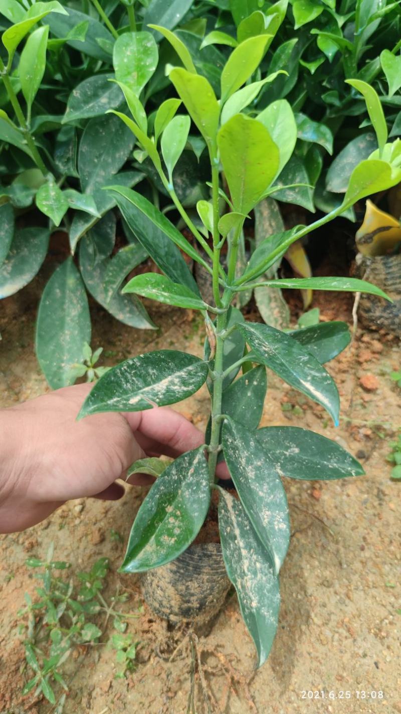 非洲茉莉。。。。。。。。。。。。。。。。。。。。。。。。