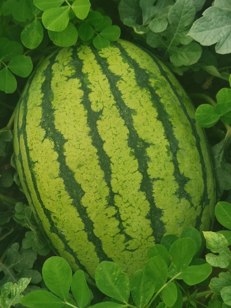 东方巨龙西瓜，瓜皮薄，瓜肉鲜艳爽甜可口，一家种100亩