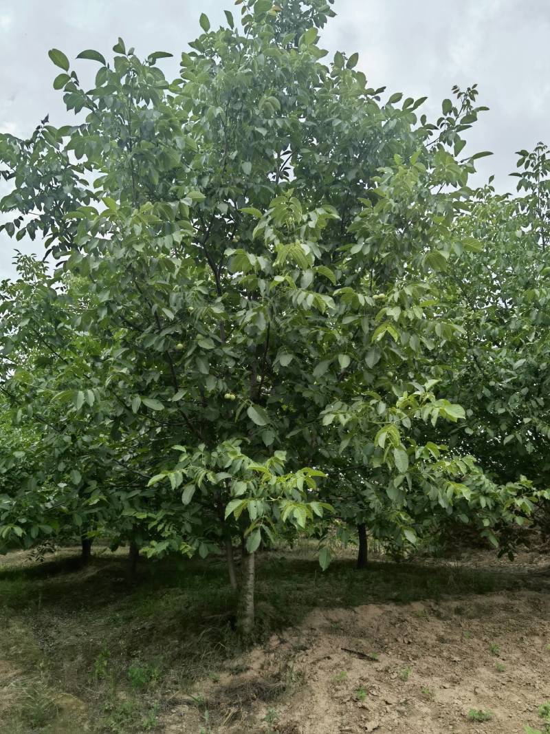 一级核桃树