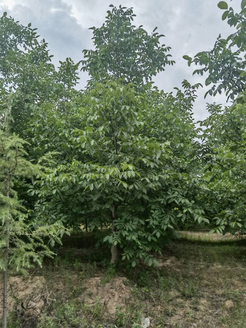 一级核桃树