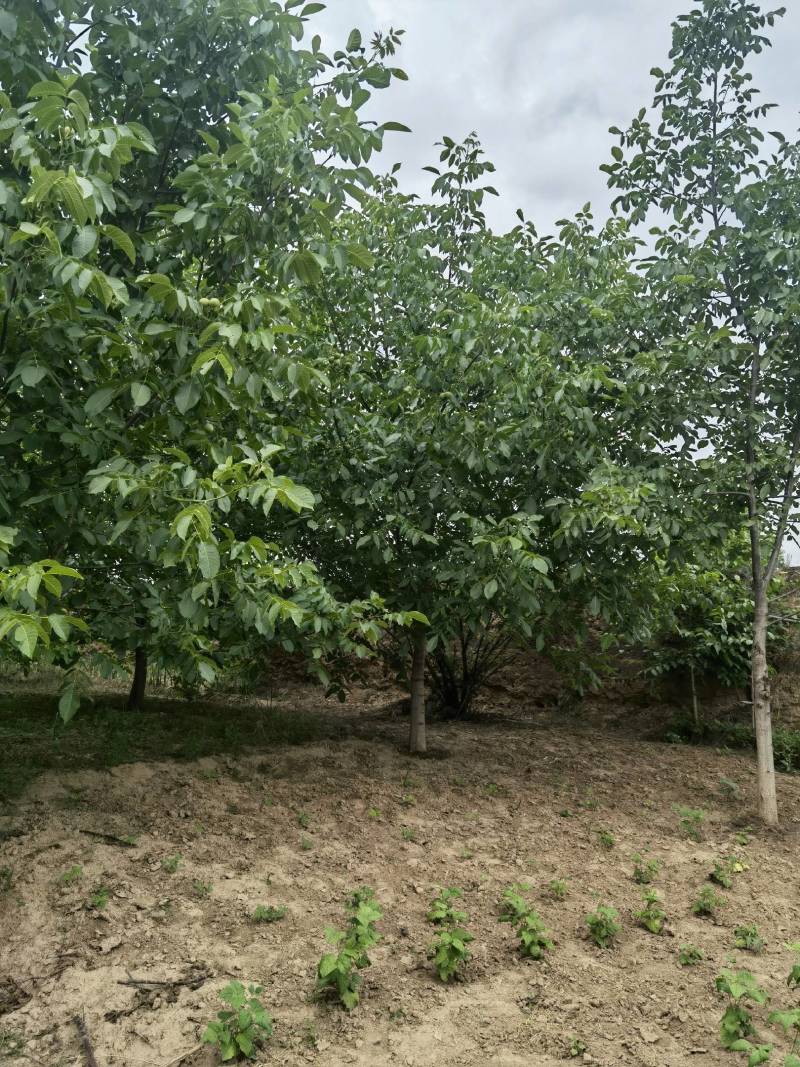 一级核桃树