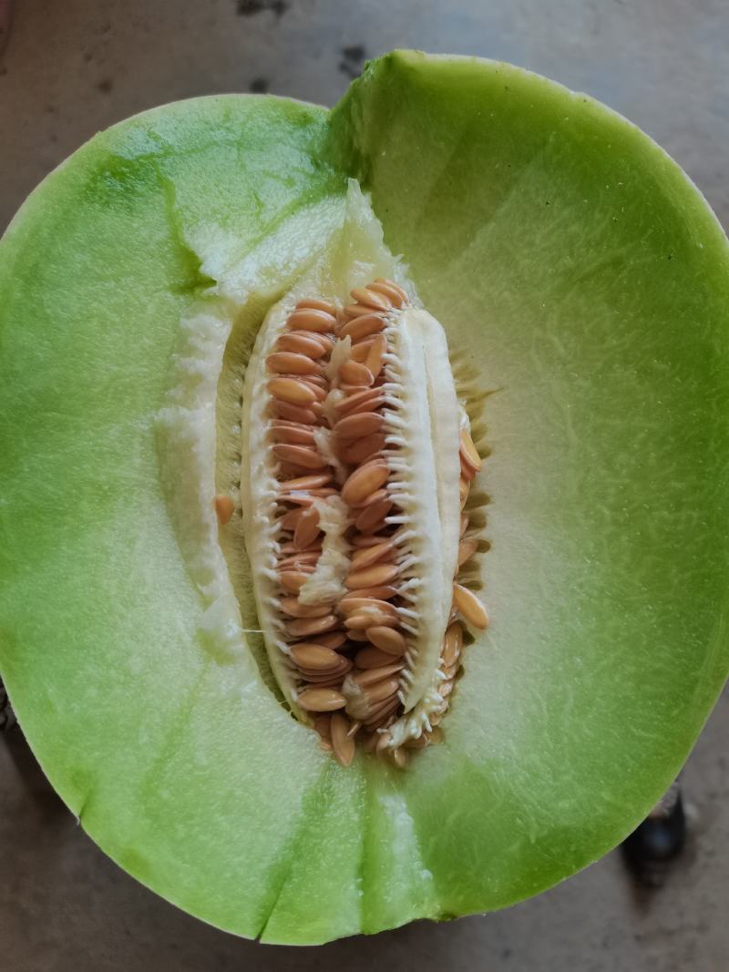 河南滑县精品冰清玉菇甜瓜