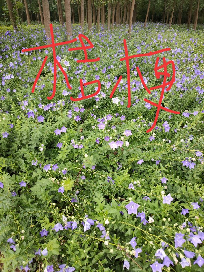 桔梗种子