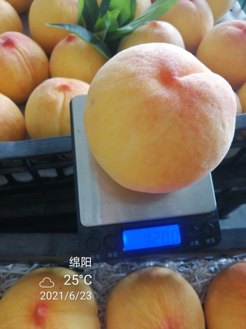【毛桃】四川绵阳精品水蜜桃万亩水果基地