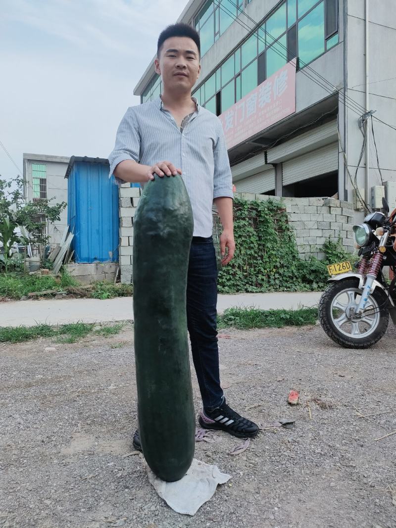 冬瓜/地冬瓜/墨地龙冬瓜，万亩基地大量供货，代发全国！
