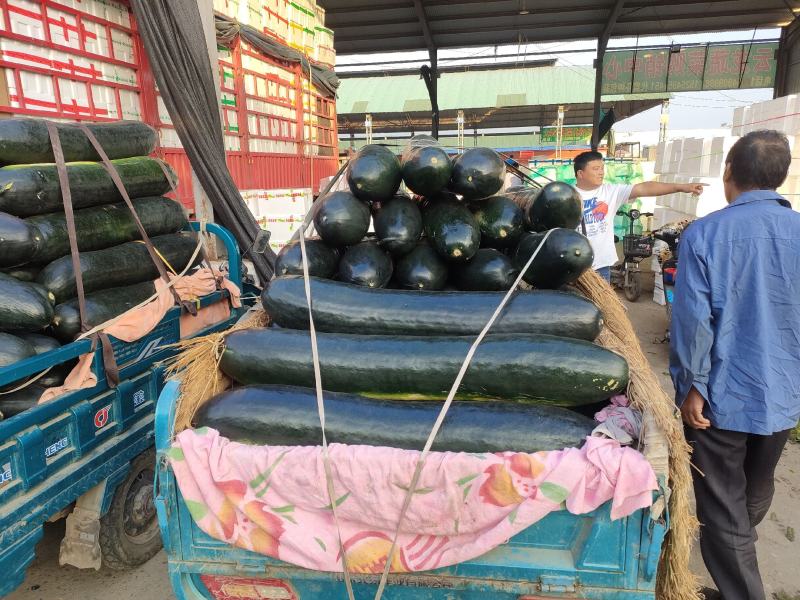 冬瓜/地冬瓜/墨地龙冬瓜，万亩基地大量供货，代发全国！