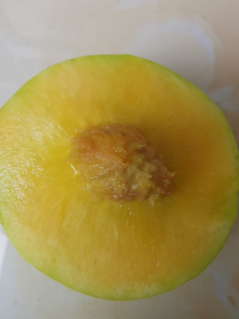 黄桃供应量大提前预订大量甜黄金出售，又脆又甜市场电商果