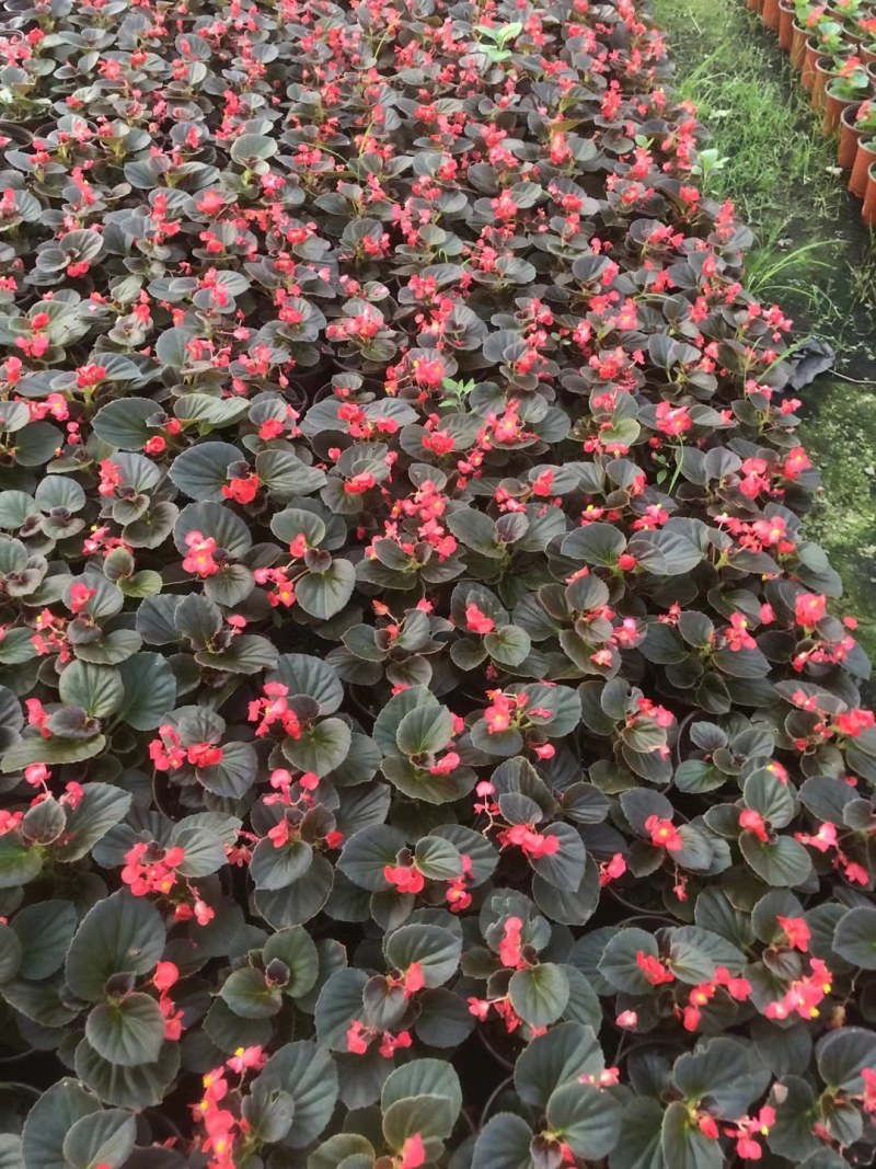 四季海棠，山东青州，红叶，绿叶都有，产地直发！