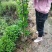 北海道黄杨（绿离围墙等）