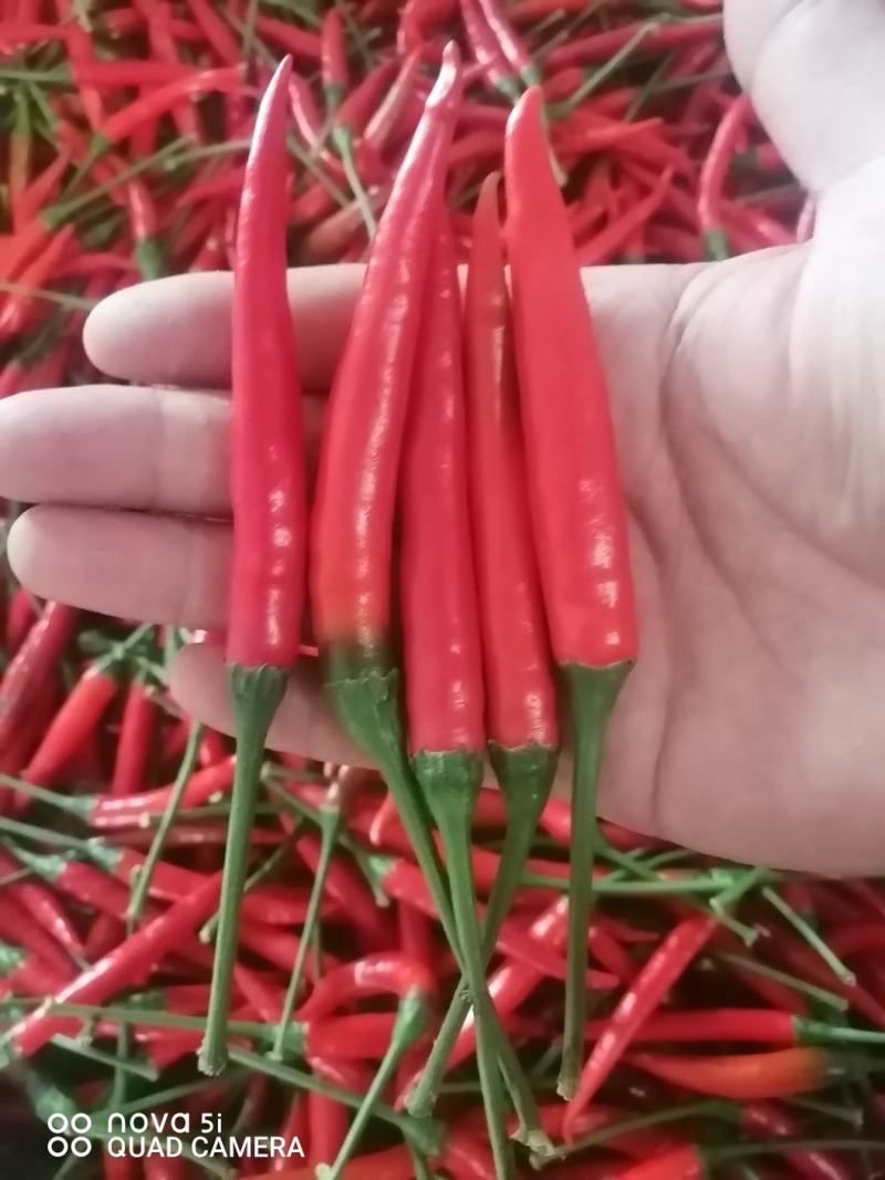 【精品】小米椒、艳红辣椒～大量供货，各种包装、代发全国