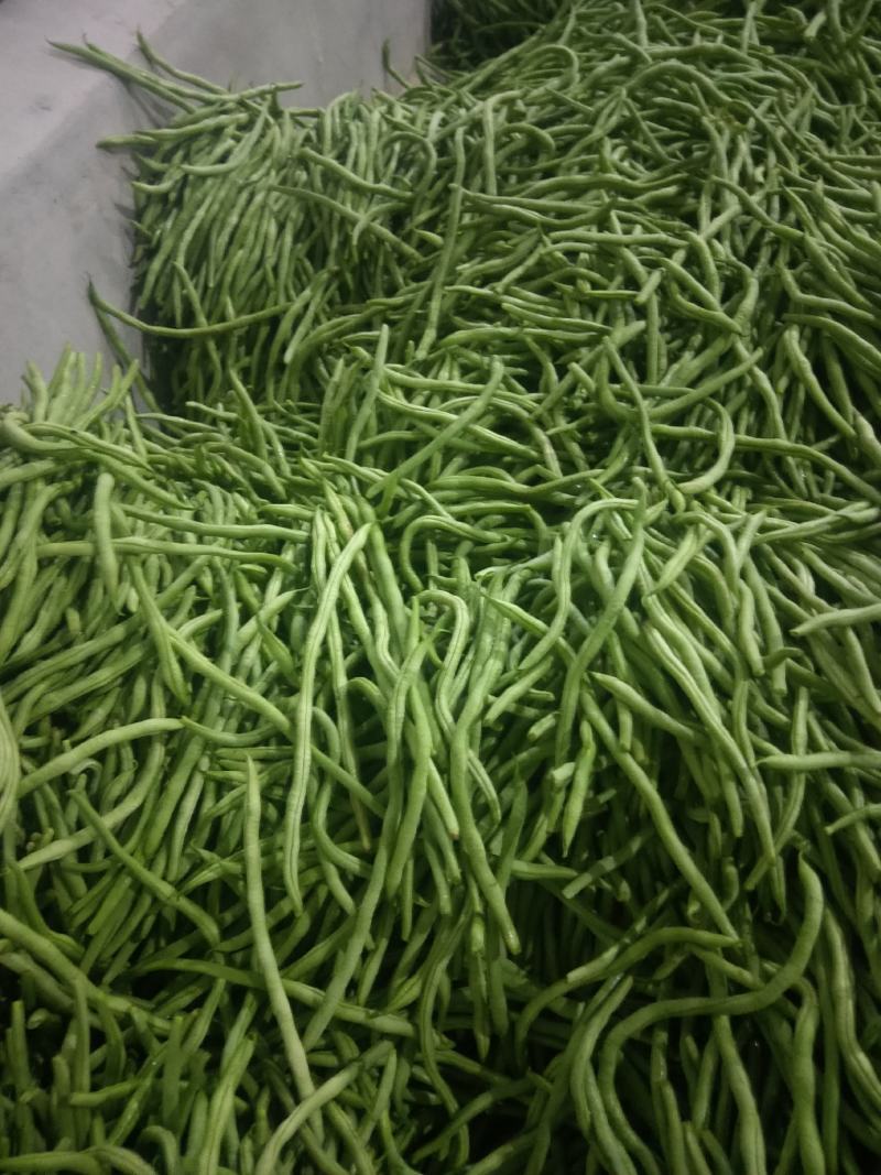 精品新苗四季豆，无丝豆大量上市