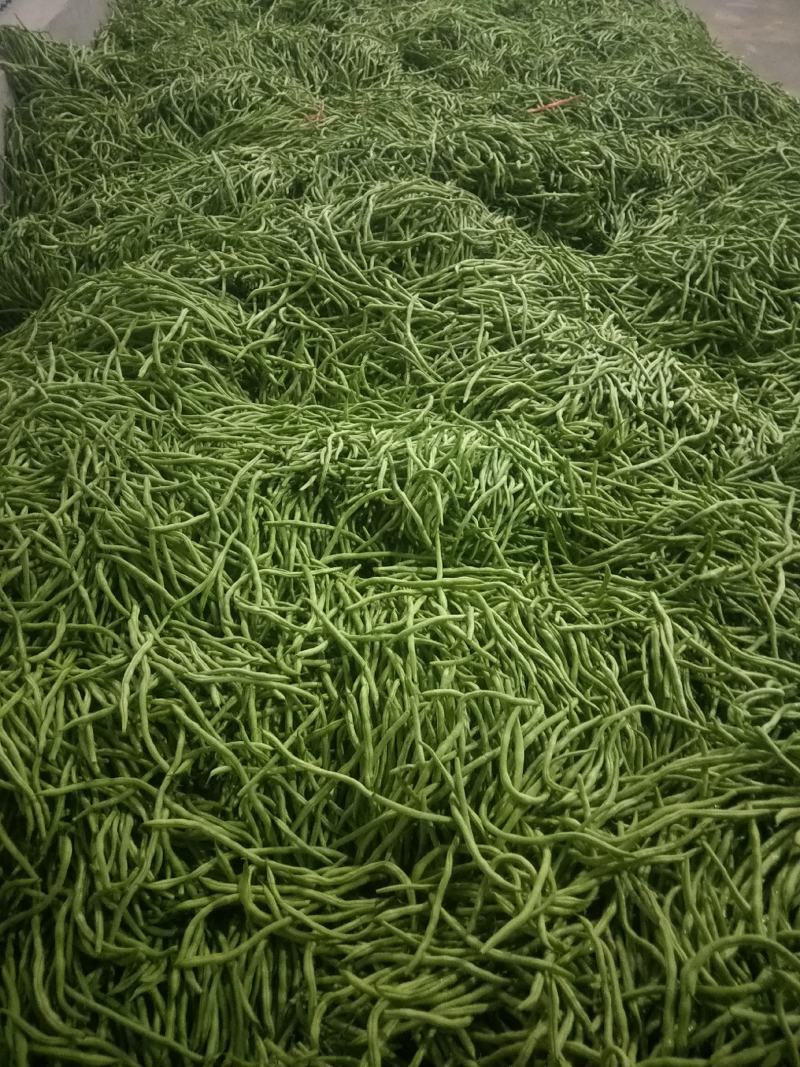 精品新苗四季豆，无丝豆大量上市